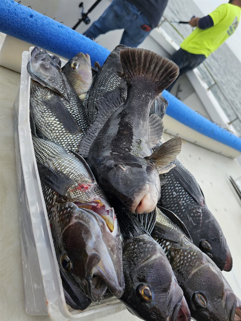 Cooler full of sea bass