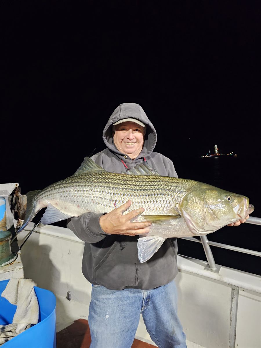 Striped bass at night